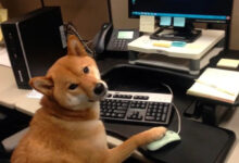 Минута отдыха Питомцы помогают своим хозяевам с работой из дома и превращают рутину в веселье Животные Минута отдыха Питомцы помогают своим хозяевам с работой из дома и превращают рутину в веселье Животные