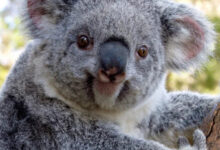 Минута отдыха Улыбки животных поднимут настроение лучше любой шутки Животные Минута отдыха Улыбки животных поднимут настроение лучше любой шутки Животные