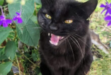 Минута отдыха Коты — настоящие загадки природы и самые странные создания на планете Животные Минута отдыха Коты — настоящие загадки природы и самые странные создания на планете Животные