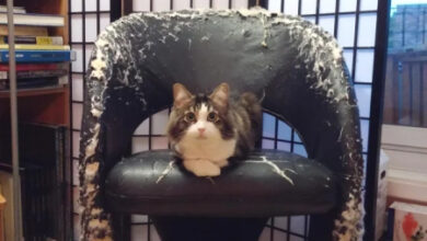 Минута отдыха Кошачьи хулиганы и случаи, когда терпение хозяев на грани Животные Минута отдыха Кошачьи хулиганы и случаи, когда терпение хозяев на грани Животные