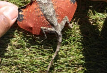 Минута отдыха Необычные создания с поразительными природными способностями Животные Минута отдыха Необычные создания с поразительными природными способностями Животные