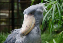 Минута отдыха Необычные и странные создания природы, которые вас удивят Животные Минута отдыха Необычные и странные создания природы, которые вас удивят Животные