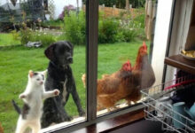 Минута отдыха Милые питомцы, которые умоляли пустить их домой Животные Минута отдыха Милые питомцы, которые умоляли пустить их домой Животные