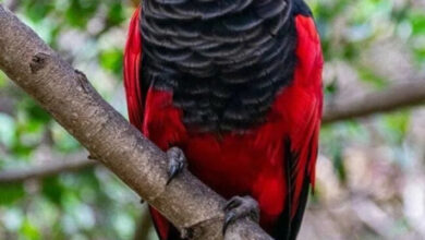 Минута отдыха Опасные обитатели Земли и природные явления, от которых мурашки по коже Животные Минута отдыха Опасные обитатели Земли и природные явления, от которых мурашки по коже Животные