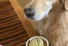 Минута отдыха Нелепые и очаровательные зверюшки, которых невозможно не любить Животные Минута отдыха Нелепые и очаровательные зверюшки, которых невозможно не любить Животные